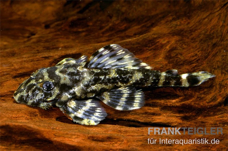 Atabapo-Schmetterlingsharnischwels, L52, Zonancistrus Sp., 5-7 Cm 1 Atabapo-Schmetterlingsharnischwels, L52, Zonancistrus Sp., 5-7 Cm