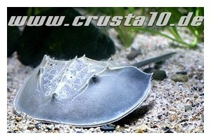 Pfeilschwanzkrebs, Carcinoscorpius Rotundicauda (Meerwasser) 1 Pfeilschwanzkrebs, Carcinoscorpius Rotundicauda (Meerwasser)