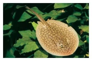 Genetzter Süßwasserrochen, Potamotrygon Reticulatus, 12-15 Cm (Rarität) 1 Genetzter Süßwasserrochen, Potamotrygon Reticulatus, 12-15 Cm (Rarität)