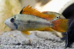 Kakaduzwergbuntbarsch Doppelrot, Apistogramma Cacatuoides, Paarweise -Boutique-Tierhandlung 8897 Kakaduzwergbuntbarsch doppelrot Apistogramma cac