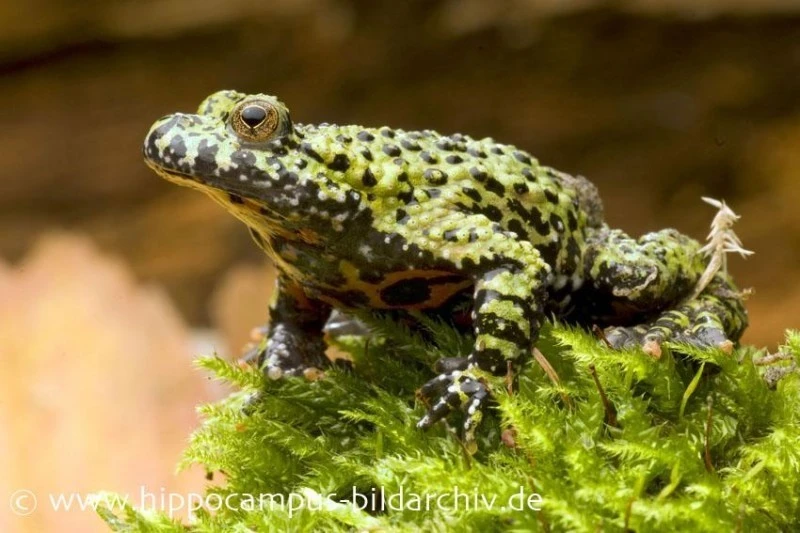 Chinesische Rotbauchunke, Bombina Orientalis, DNZ 1 Chinesische Rotbauchunke, Bombina Orientalis, DNZ
