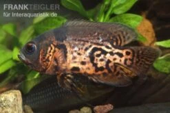 Oscar Rot-Tiger, Astronotus Ocellatus -Boutique-Tierhandlung 9521 Oscar Rot Tiger Astronotus ocellatus