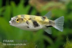 Papagei-Süsswasserkugelfisch, Colomesus Asellus (Rarität)
