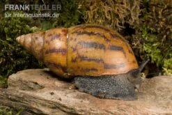 Tiger-Achatschnecke, Achatina Achatina -Boutique-Tierhandlung Achatina achatina 1 WWTFT0300