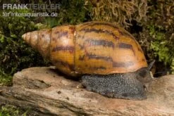 Tiger-Achatschnecke, Achatina Achatina -Boutique-Tierhandlung Achatina achatina WWTFT0302