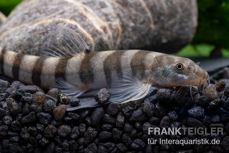 Achtringe-Schmerle, Serpenticobitis Octozona 1 Achtringe-Schmerle, Serpenticobitis Octozona