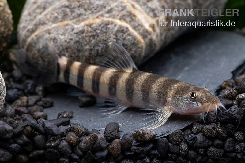 Achtringe-Schmerle, Serpenticobitis Octozona 2 Achtringe-Schmerle, Serpenticobitis Octozona – Bild 2