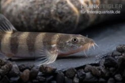 Achtringe-Schmerle, Serpenticobitis Octozona 5 Achtringe-Schmerle, Serpenticobitis Octozona -Boutique-Tierhandlung Achtringe Schmerle Serpenticobitis octozona 3