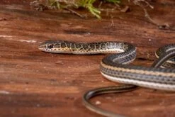 Ägyptische Sandrennnatter, Psammophis Sibilans -Boutique-Tierhandlung Aegyptische Sandrennnatter Psammophis sibilans 03