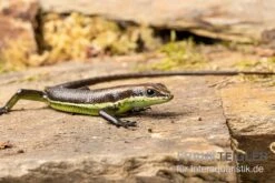 Afrika-Skink, Trachylepis Polytropis 5 Afrika-Skink, Trachylepis Polytropis -Boutique-Tierhandlung Afrika Skink Trachylepis polytropis 3