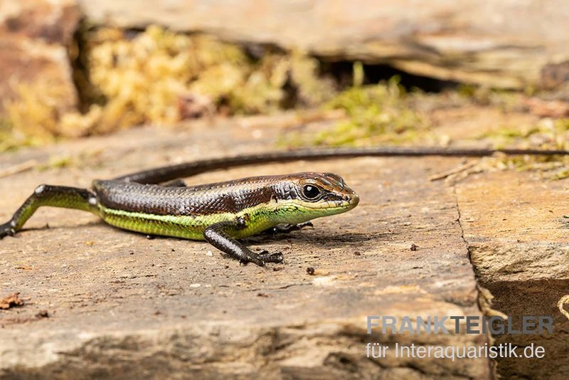 Afrika-Skink, Trachylepis Polytropis 3 Afrika-Skink, Trachylepis Polytropis – Bild 3
