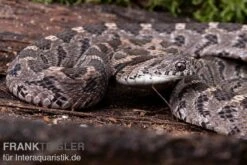 Afrikanische Eierschlange, Dasypeltis Scabra -Boutique-Tierhandlung Afrikanische Eierschlange Dasypeltis scabra neu 3