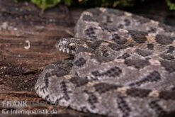 Afrikanische Eierschlange, Dasypeltis Scabra -Boutique-Tierhandlung Afrikanische Eierschlange Dasypeltis scabra neu 4