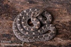Afrikanische Eierschlange, Dasypeltis Scabra -Boutique-Tierhandlung Afrikanische Eierschlange Dasypeltis scabra neu 5