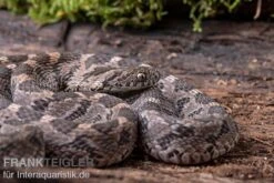 Afrikanische Eierschlange, Dasypeltis Scabra -Boutique-Tierhandlung Afrikanische Eierschlange Dasypeltis scabra neu 6