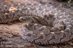 Afrikanische Eierschlange, Dasypeltis Scabra -Boutique-Tierhandlung Afrikanische Eierschlange Dasypeltis scabra neu 9