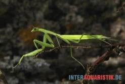 Afrikanische Gottesanbeterin, Sphodromantis Bioculata -Boutique-Tierhandlung Afrikanische Gottesanbeterin Sphodromantis bioculata 3