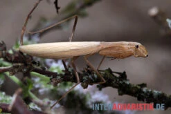 Afrikanische Gottesanbeterin, Sphodromantis Bioculata -Boutique-Tierhandlung Afrikanische Gottesanbeterin Sphodromantis bioculata 4