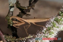Afrikanische Gottesanbeterin, Sphodromantis Bioculata -Boutique-Tierhandlung Afrikanische Gottesanbeterin Sphodromantis bioculata 5