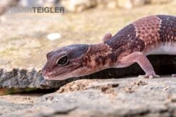 Afrikanischer Fettschwanzgecko, Hemitheconyx Caudicinctus -Boutique-Tierhandlung Afrikanischer Fettschwanzgecko Hemitheconyx caudicinctus 1