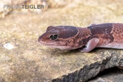 Afrikanischer Fettschwanzgecko, Hemitheconyx Caudicinctus -Boutique-Tierhandlung Afrikanischer Fettschwanzgecko Hemitheconyx caudicinctus 2