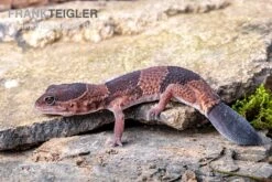 Afrikanischer Fettschwanzgecko, Hemitheconyx Caudicinctus -Boutique-Tierhandlung Afrikanischer Fettschwanzgecko Hemitheconyx caudicinctus 3