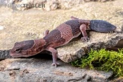 Afrikanischer Fettschwanzgecko, Hemitheconyx Caudicinctus -Boutique-Tierhandlung Afrikanischer Fettschwanzgecko Hemitheconyx caudicinctus 4