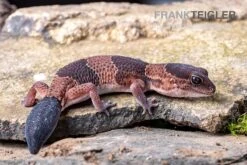 Afrikanischer Fettschwanzgecko, Hemitheconyx Caudicinctus -Boutique-Tierhandlung Afrikanischer Fettschwanzgecko Hemitheconyx caudicinctus 5