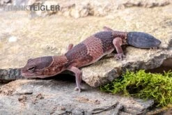 Afrikanischer Fettschwanzgecko, Hemitheconyx Caudicinctus -Boutique-Tierhandlung Afrikanischer Fettschwanzgecko Hemitheconyx caudicinctus neu 1