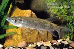 Afrikanischer Hechtsalmler, Hepsetus Odoe