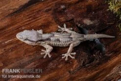 Afrikanischer Mauergecko, Tarentola Ephippiata -Boutique-Tierhandlung Afrikanischer Mauergecko Tarentola ephippiata 03