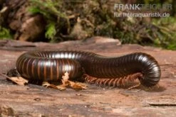 Afrikanischer Riesentausendfüßer, Archispirostreptus Gigas 7 Afrikanischer Riesentausendfüßer, Archispirostreptus Gigas -Boutique-Tierhandlung Afrikanischer Riesentausendfuesser Archispirostreptus gigas 03