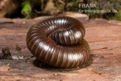 Afrikanischer Riesentausendfüßer, Archispirostreptus Gigas 9 Afrikanischer Riesentausendfüßer, Archispirostreptus Gigas -Boutique-Tierhandlung Afrikanischer Riesentausendfuesser Archispirostreptus gigas 05