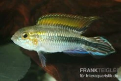 Agassiz-Zwergbuntbarsch, Apistogramma Agassizii, Wildform, Paarweise 7 Agassiz-Zwergbuntbarsch, Apistogramma Agassizii, Wildform, Paarweise -Boutique-Tierhandlung Agassiz Zwergbuntbarsch Apistogramma agassizii