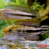 Agassiz-Zwergbuntbarsch, Apistogramma Agassizii TEFE (paarweise)