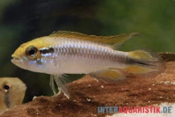 Agassiz-Zwergbuntbarsch, Apistogramma Agassizii, Wildform, Paarweise 6 Agassiz-Zwergbuntbarsch, Apistogramma Agassizii, Wildform, Paarweise -Boutique-Tierhandlung Agassiz Zwergbuntbarsch Apistogramma agassizii paarweise wild 2