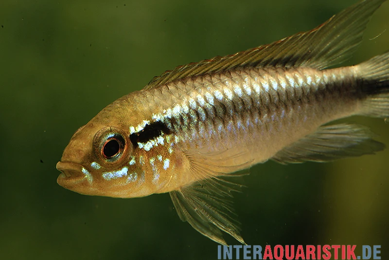 Agassiz-Zwergbuntbarsch, Apistogramma Agassizii, Wildform, Paarweise 2 Agassiz-Zwergbuntbarsch, Apistogramma Agassizii, Wildform, Paarweise – Bild 2