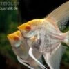 Albino-Goldmarmor-Skalar, Pterophyllum Scalare