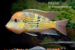 Alto-Sinu-Erdfresser, Geophagus Sp. Alto Sinu 11 Alto-Sinu-Erdfresser, Geophagus Sp. Alto Sinu -Boutique-Tierhandlung Alto Sinu Erdfresser Geophagus sp Alto Sinu 03