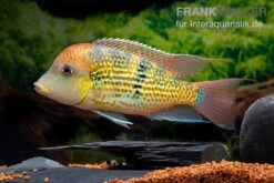 Alto-Sinu-Erdfresser, Geophagus Sp. Alto Sinu 13 Alto-Sinu-Erdfresser, Geophagus Sp. Alto Sinu -Boutique-Tierhandlung Alto Sinu Erdfresser Geophagus sp Alto Sinu 05