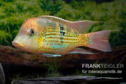 Alto-Sinu-Erdfresser, Geophagus Sp. Alto Sinu 15 Alto-Sinu-Erdfresser, Geophagus Sp. Alto Sinu -Boutique-Tierhandlung Alto Sinu Erdfresser Geophagus sp Alto Sinu 08