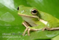 Amerikanischer Laubfrosch, Hyla Cinerea