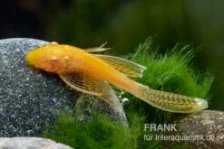 Goldener Schleier-Antennenwels, Ancistrus Sp. Long Fin "Gold-Schleier" -Boutique-Tierhandlung Ancistrus spec Gold Schleier