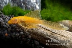 Goldener Schleier-Antennenwels, Ancistrus Sp. Long Fin "Gold-Schleier"