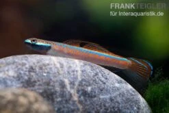 Annieae-Grundel, Stiphodon Annieae, 1 Paar -Boutique-Tierhandlung Annieae Grundel Stiphodon annieae 3