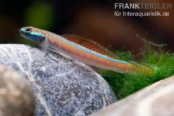 Annieae-Grundel, Stiphodon Annieae, 1 Paar -Boutique-Tierhandlung Annieae Grundel Stiphodon annieae 4