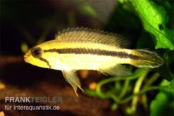 Agassiz-Zwergbuntbarsch, Apistogramma Agassizii TEFE (paarweise) -Boutique-Tierhandlung Apistogramma agassizii TEFE agassiz buntbarsch
