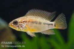 Villavicencio-Buntbarsch, Apistogramma Macmasteri, Paarweise -Boutique-Tierhandlung Apistogramma macmasteri 3