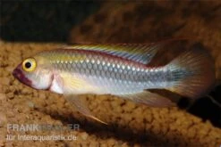 Wilhelmi Zwergbuntbarsch, Apistogramma Sp. Wilhelmi 5 Wilhelmi Zwergbuntbarsch, Apistogramma Sp. Wilhelmi -Boutique-Tierhandlung Apistogramma sp Wilhelmi