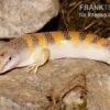 Apothekerskink, Scincus Scincus